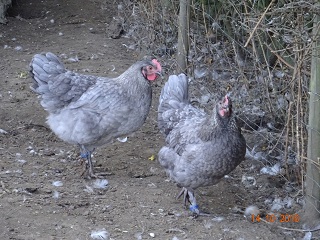 Maran blau silber Junghennen, 14.10.2018