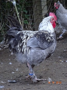 Maran blau silber Jungh&uuml;hner, 14.10.2018