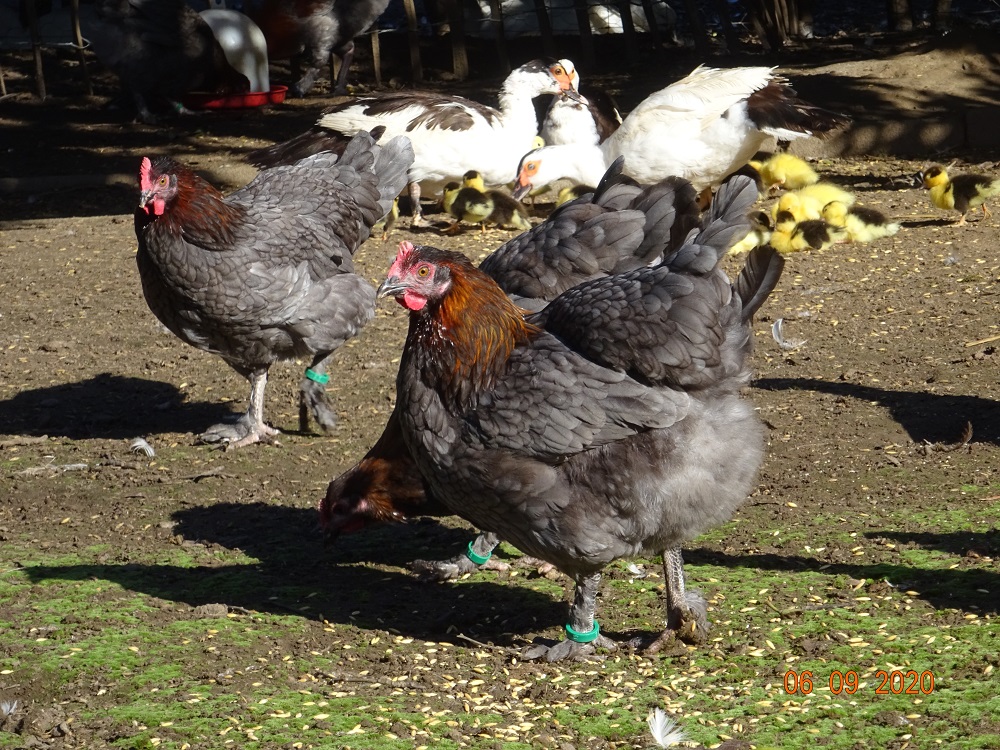 Maran blau kupfer Junghennen, 06.09.2020