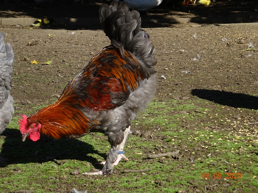 Maran blau kupfer Junghahn, 06.09.2020