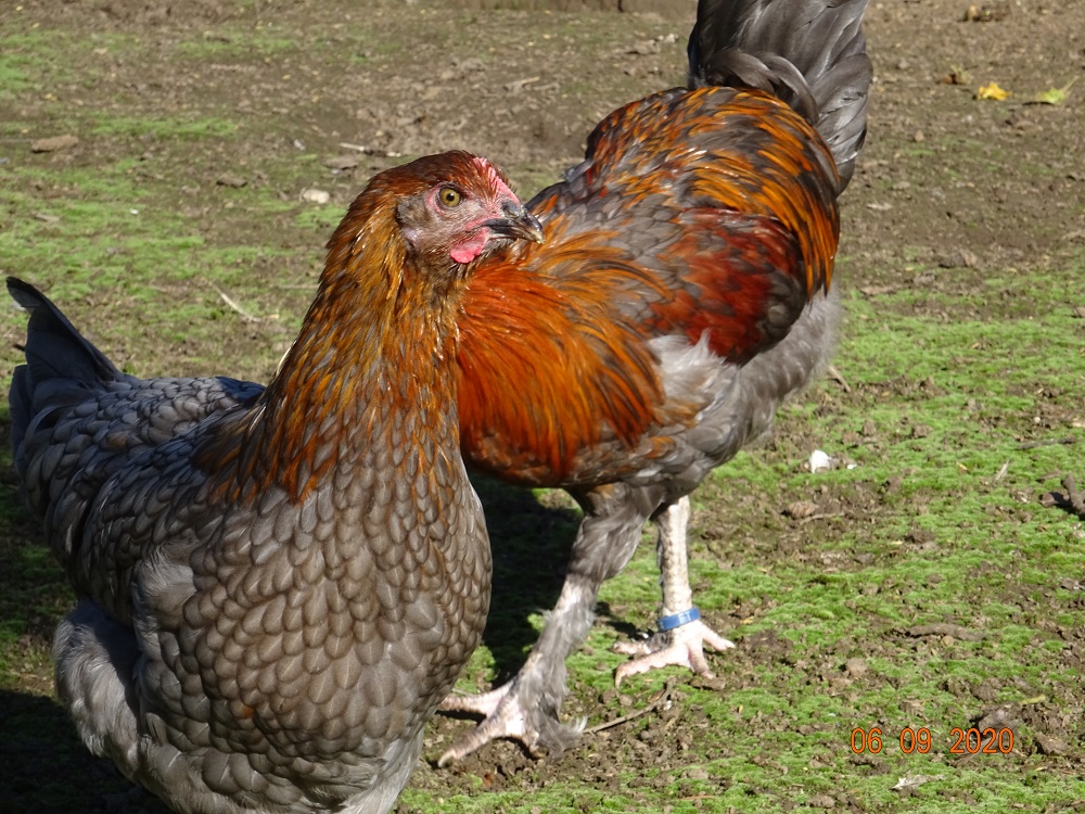 Maran blau kupfer Junghenne, 06.09.2020