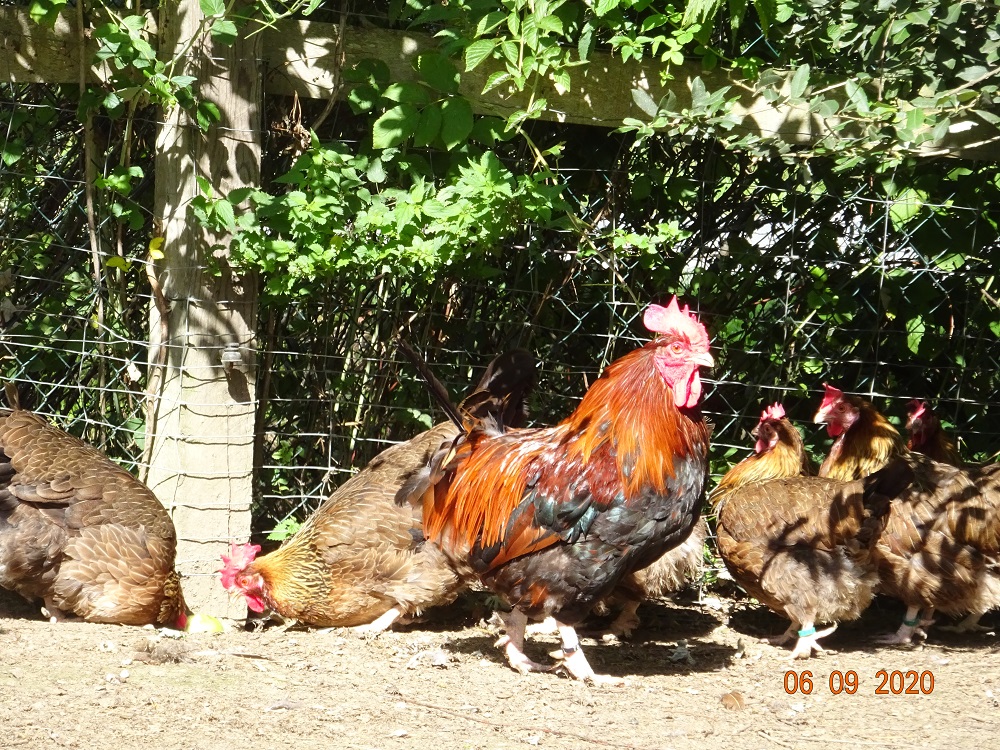 Dorking goldhalsig, 06.09.2020