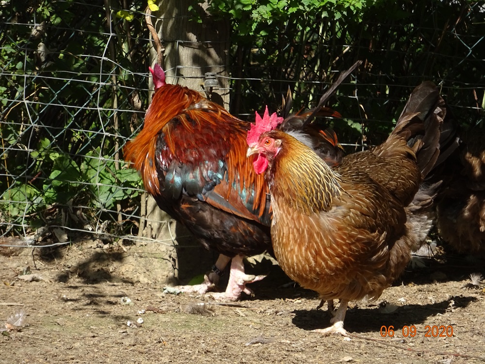 Dorking goldhalsig, 06.09.2020