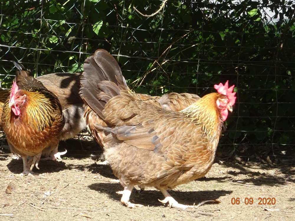 Dorking goldhalsig, 06.09.2020