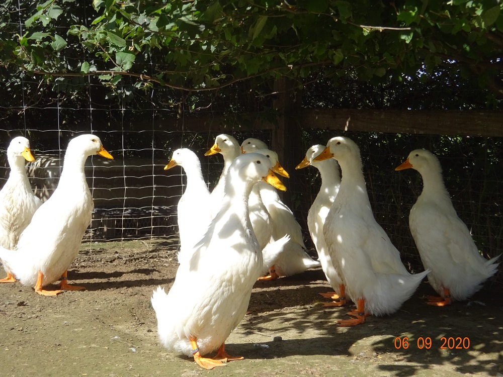 Junge Deutsche Pekingenten 06.09.2020. Schlupf aus 3 Zuchtst&auml;mmen von 18.06.2020