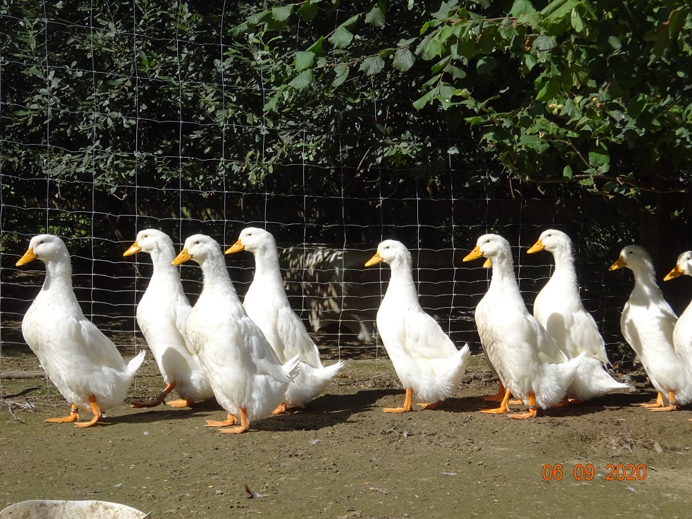Junge Deutsche Pekingenten 06.09.2020. Schlupf von 18.06.2020