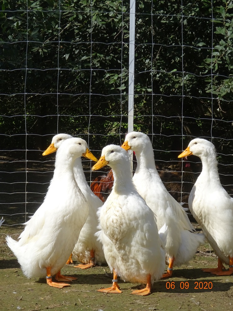 Junge Deutsche Pekingenten 06.09.2020. Schlupf von 18.06.2020