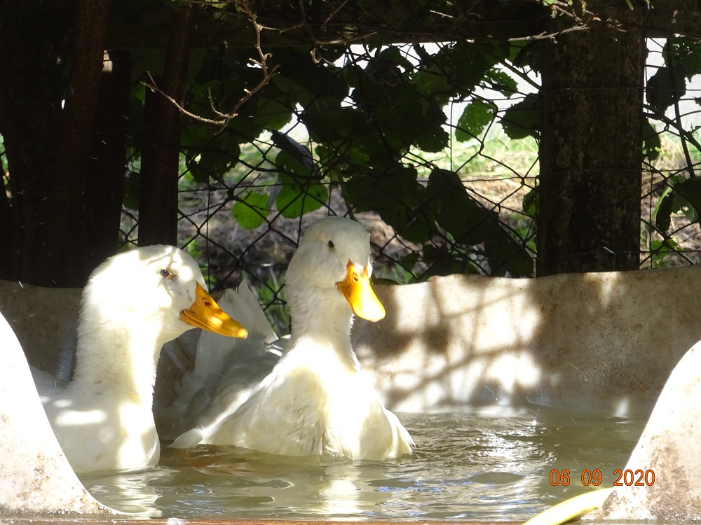 Deutsche Pekingenten Zuchttiere, 06.09.2020
