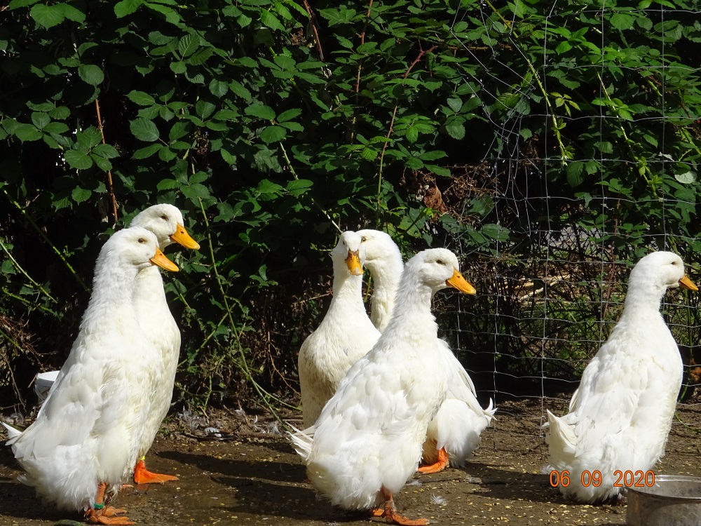 Deutsche Pekingenten Zuchttiere, 06.09.2020