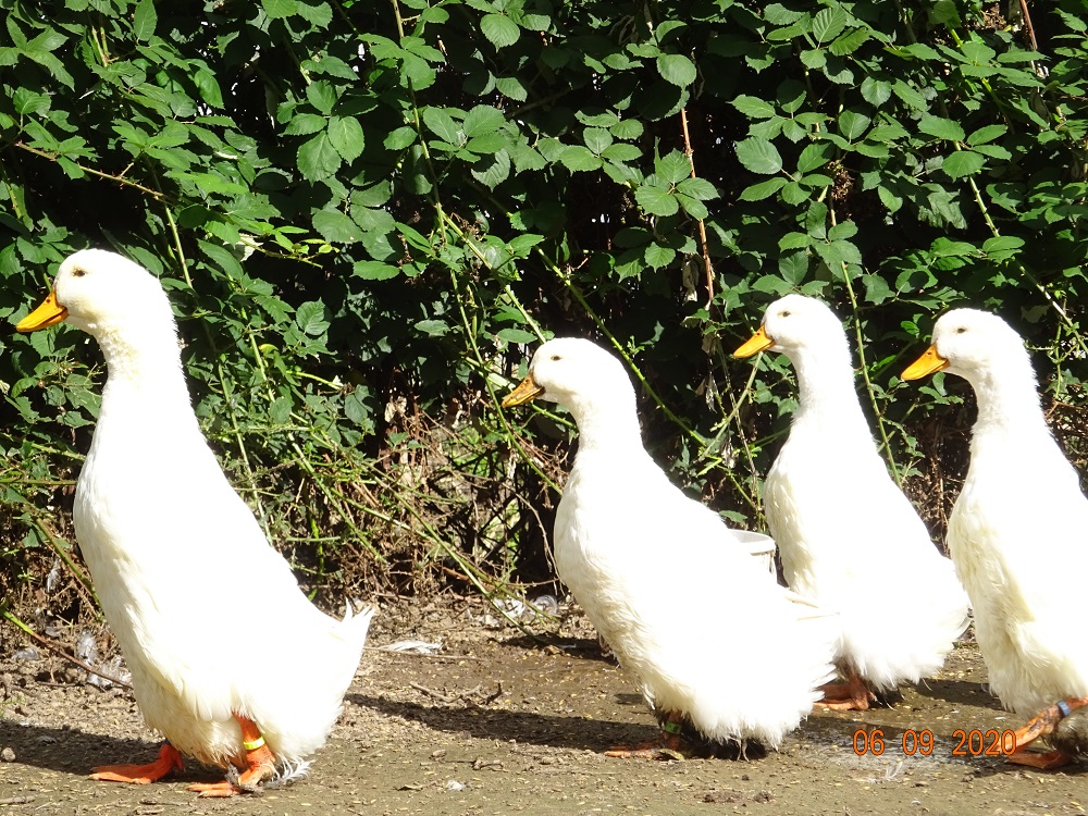 Deutsche Pekingenten Zuchttiere, ein Erpel ist schon 5 Jahre alt und ist noch Top. 06.09.2020