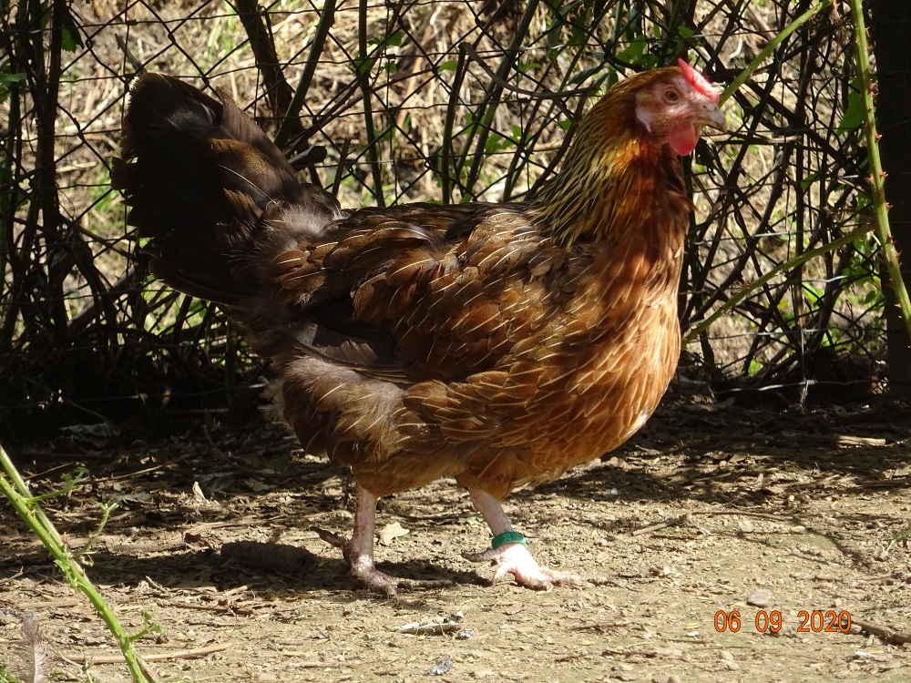 Dorking, Junghenne goldhalsig mit Rosenkamm, 06.09.2020