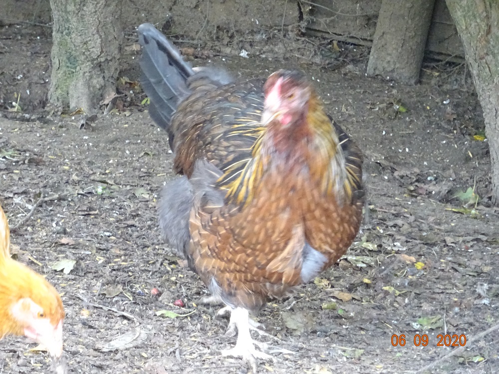 Dorking, Junghenne gold wildfarbig mit Rosenkamm, 06.09.2020