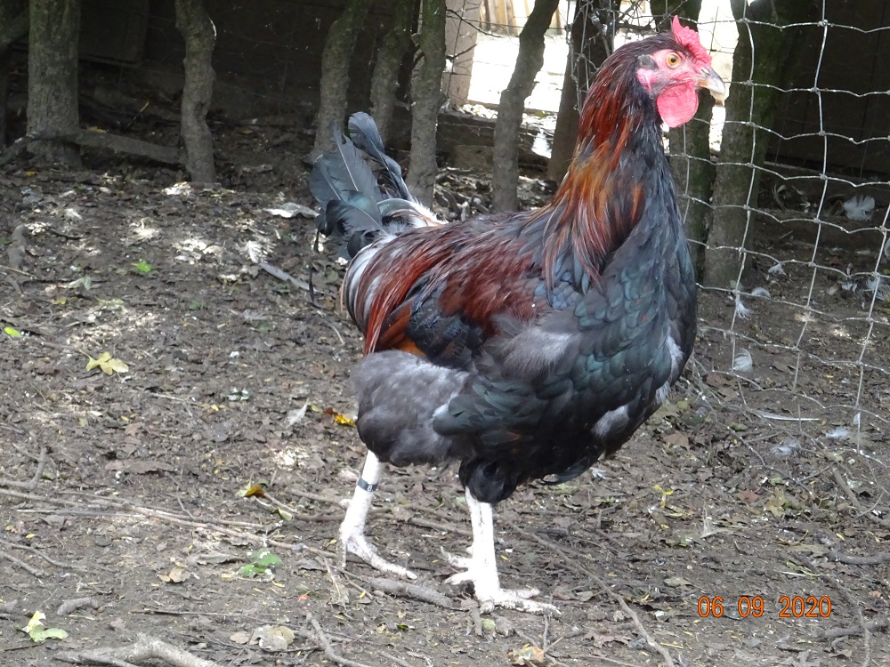 Dorking, Junghahn gold wildfarbig mit Rosenkamm, 06.09.2020