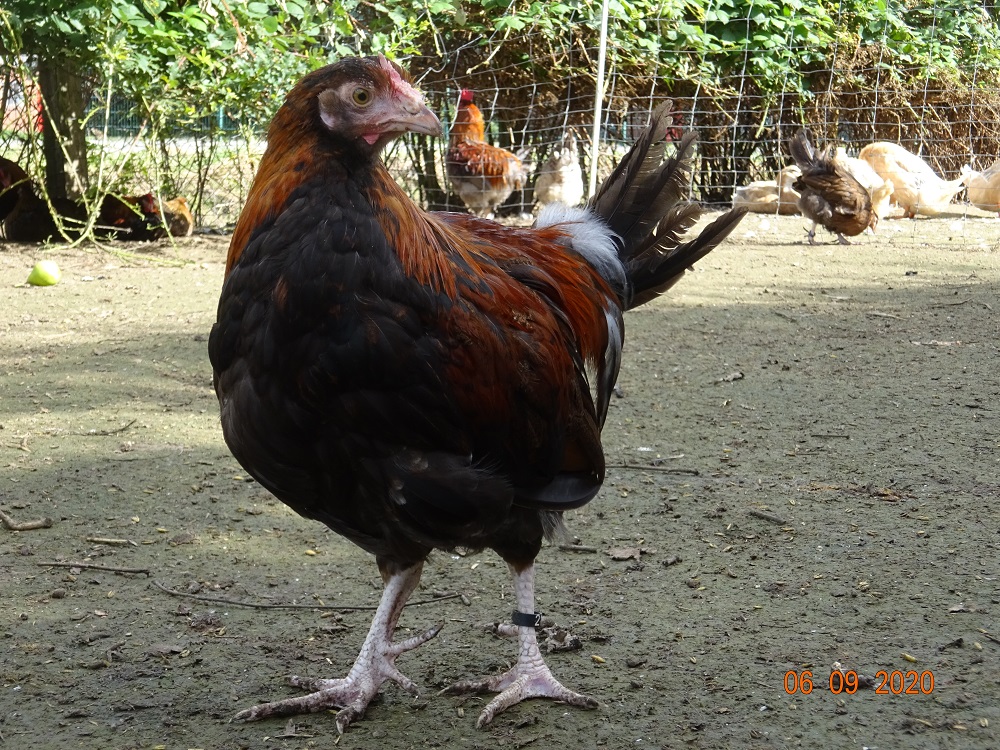 Dorking, Junghahn goldhalsig mit Rosenkamm, 06.09.2020