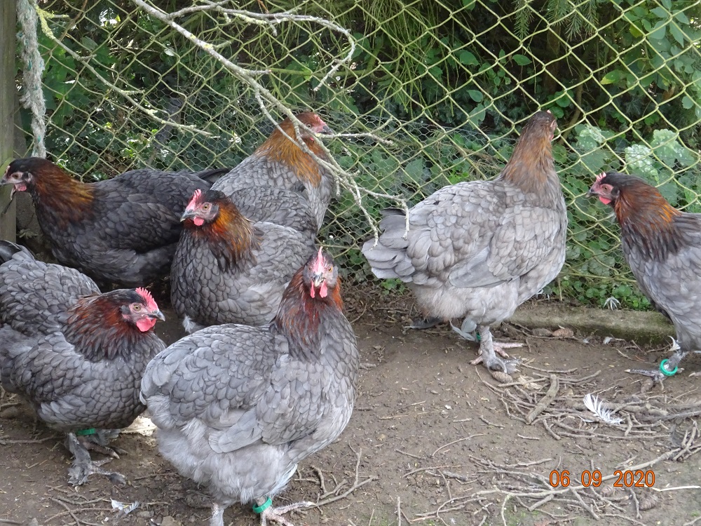 Maran blau kupfer Junghennen, 06.09.2020