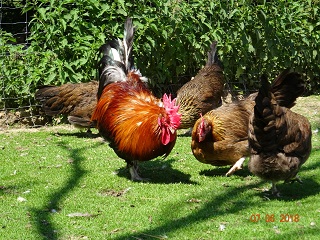 Dorking goldhalsig, 07.06.2018