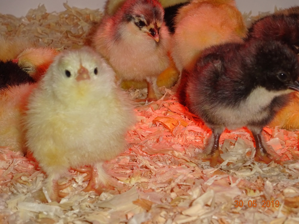 Lachshuhn K&uuml;ken, 30.05.19