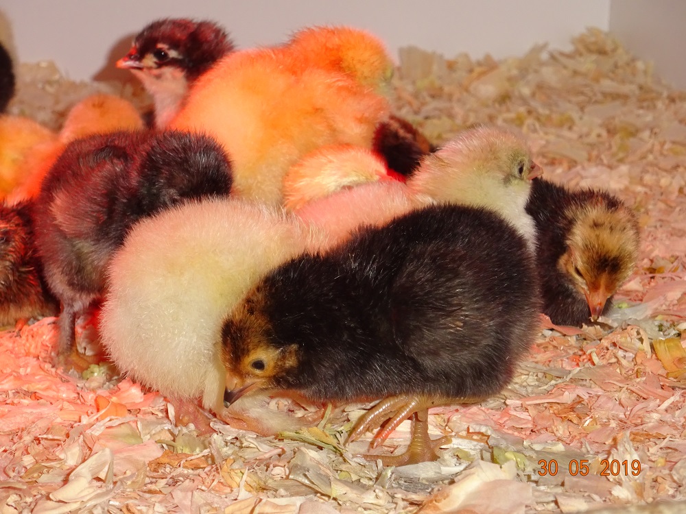 Vorwerk K&uuml;ken, 30.05.19