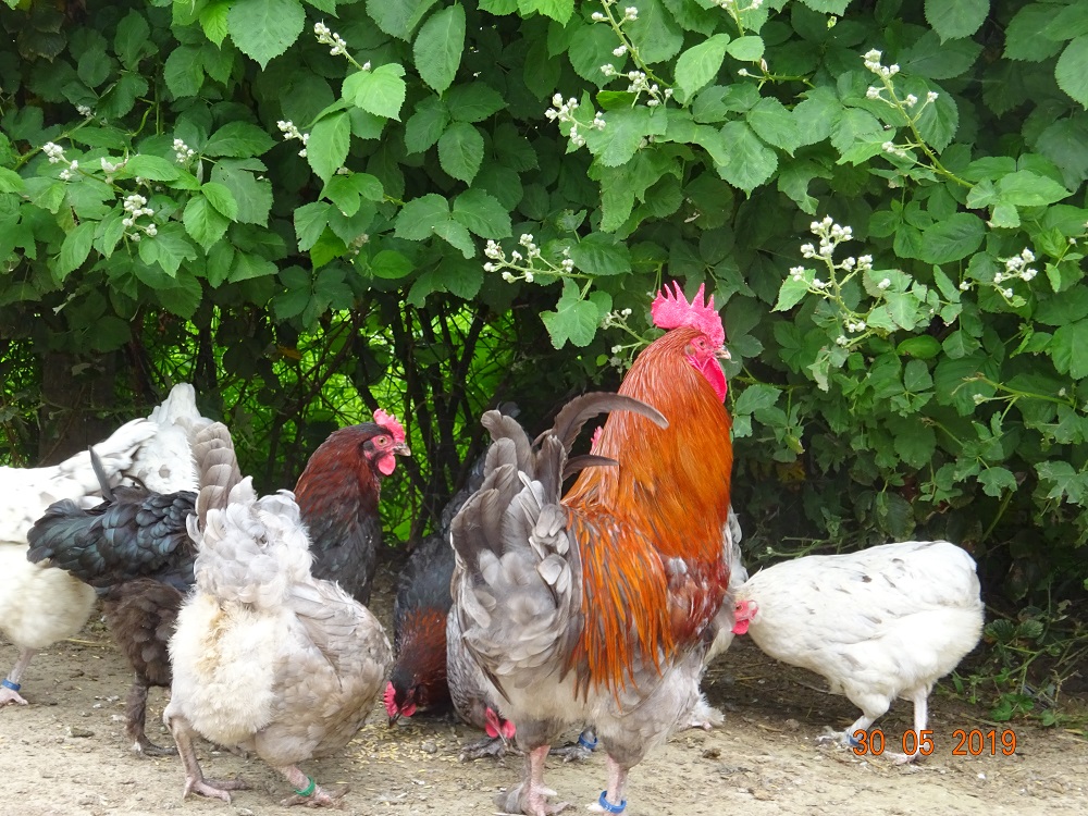 Maran blau kupfer, 30.05.19