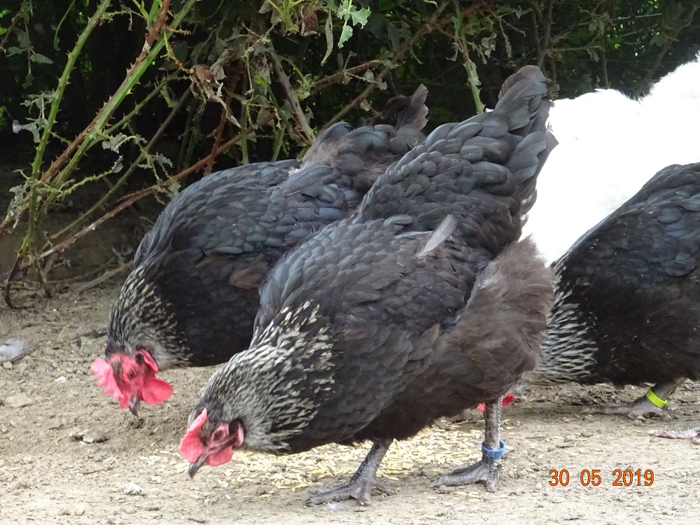 Maran schwarz silber, 30.05.19