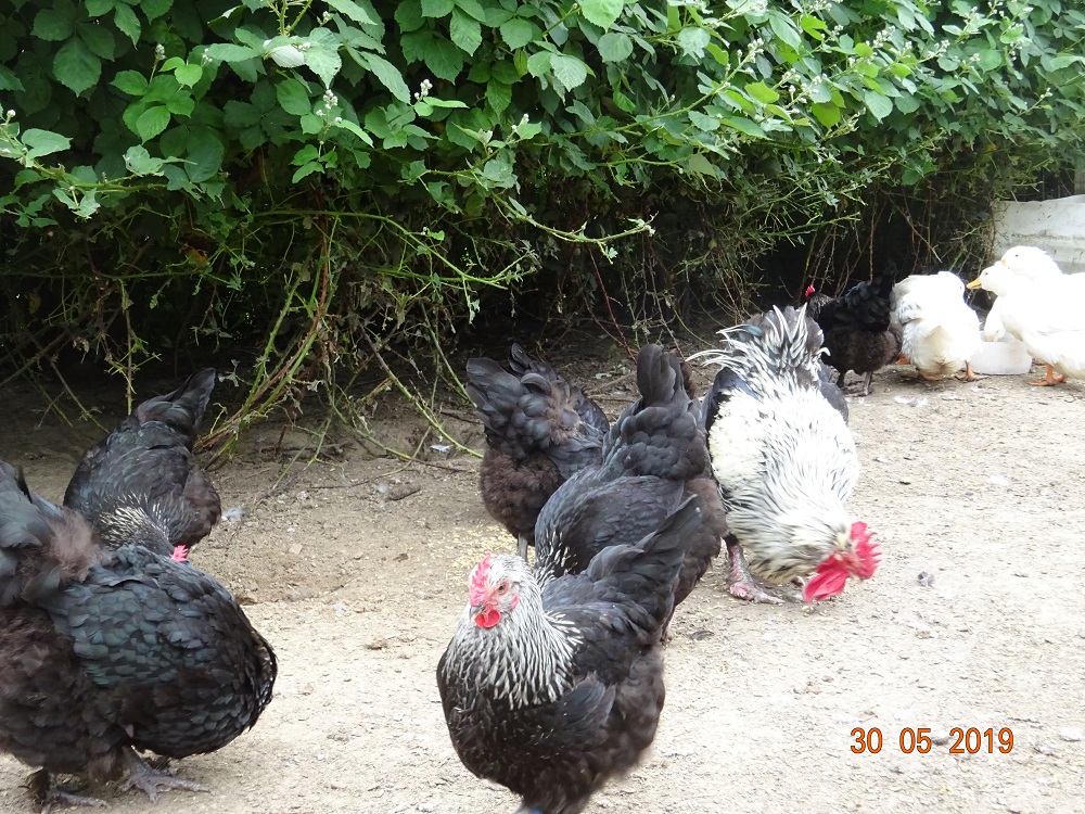 Maran schwarz silber, 30.05.19