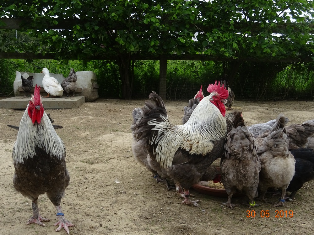 Maran blau silber, Althahn mit Junghahn, 30.05.19