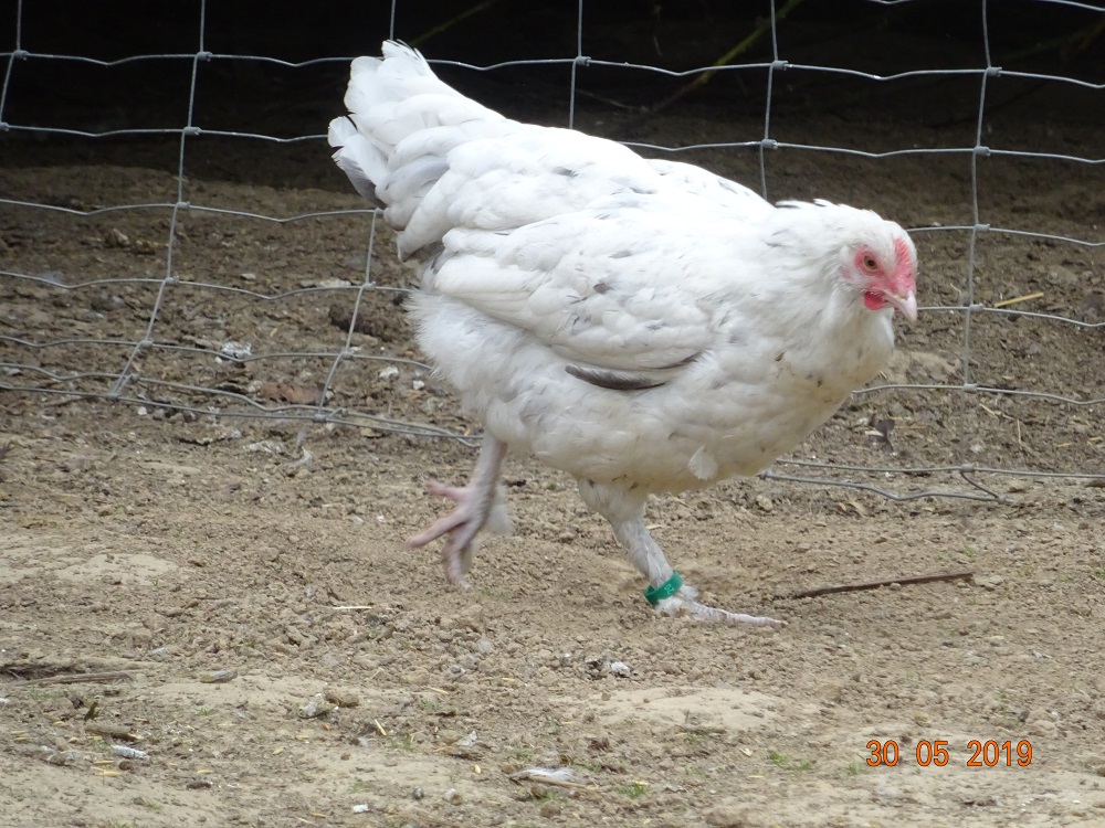 junge Maran Henne in splash, 30.05.19