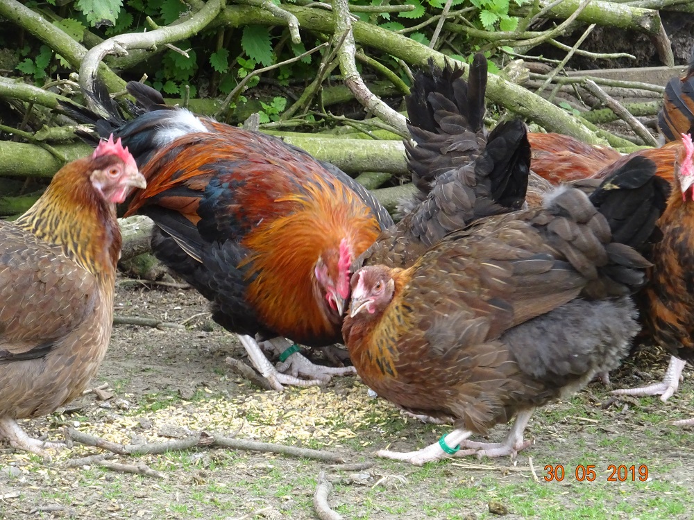 Junge Dorking goldhalsig, 30.05.19