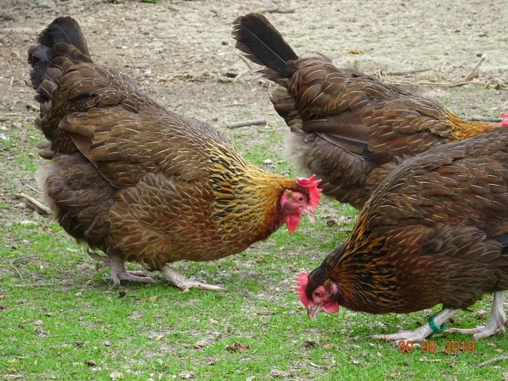 Dorking Althenne goldhalsig & Junghenne gold wildfarbig, 30.05.19