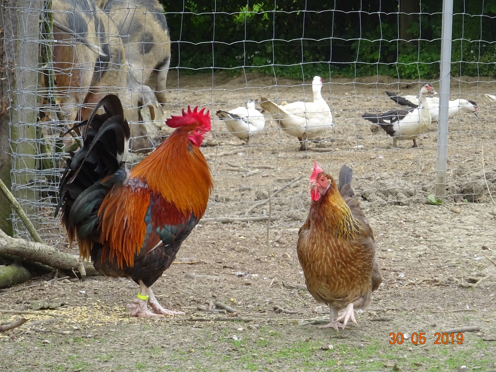 Dorking goldhalsig, 30.05.19