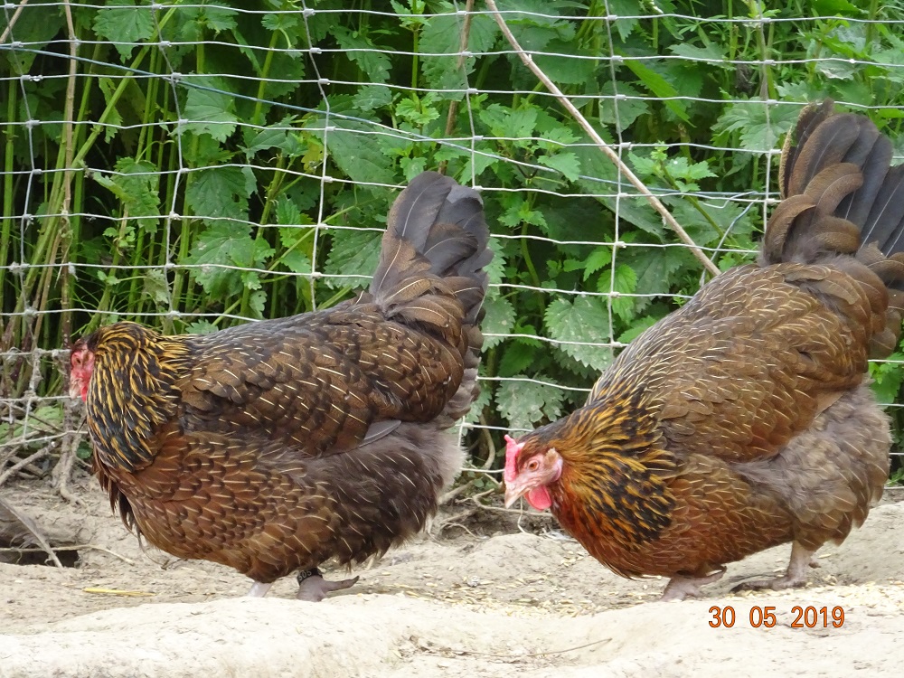 Dorking gold wildfarbig mit Rosenkamm, 30.05.19