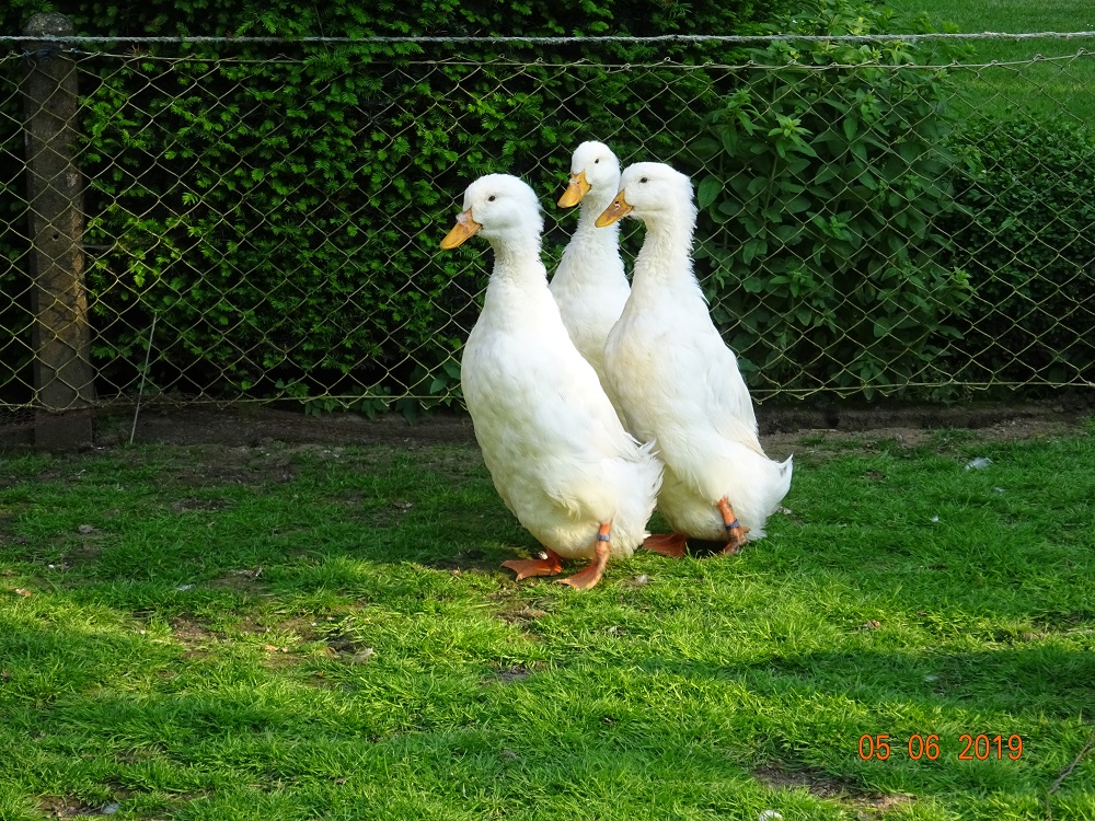Deutsche Pekingenten,
30.05.19