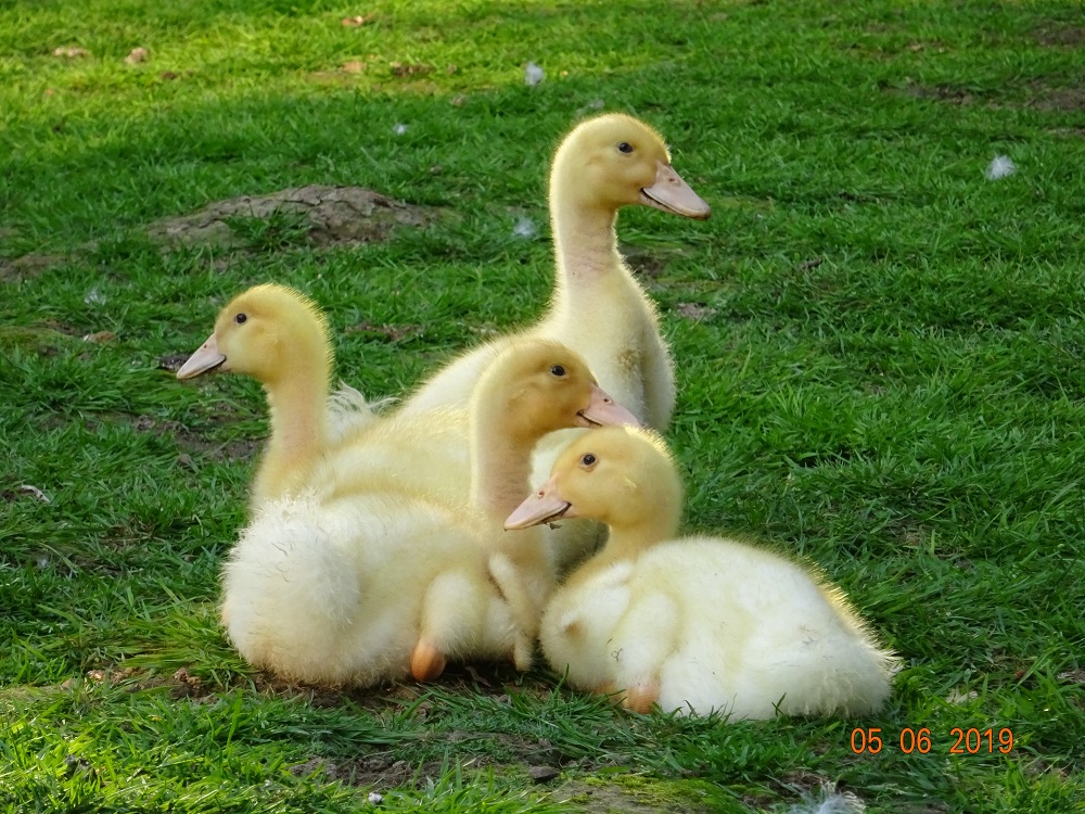 Deutsche Pekingenten K&uuml;ken,
30.05.19
