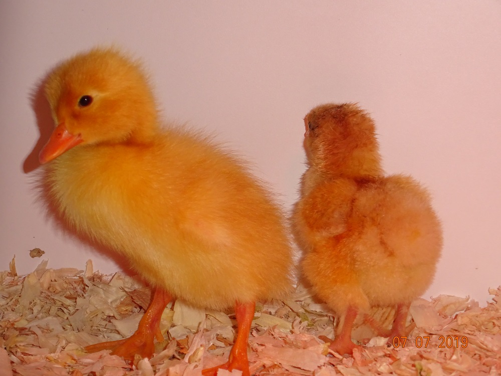 Deutsche Pekingenten K&uuml;ken