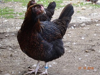 Junge Dorking mit Rosenkamm, gold-wildfarbig. 07.10.2018