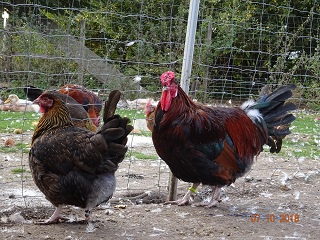 Dorking mit Rosenkamm, gold-wildfarbig. 07.10.2018