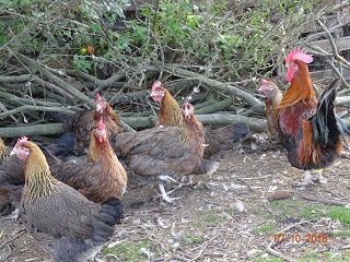 Dorking H&uuml;hner goldhalsig, 07.10.2018