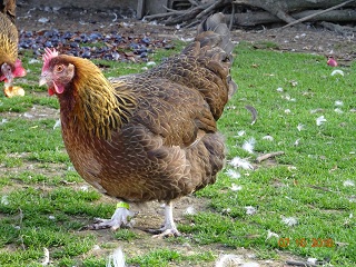 Dorking Henne goldhalsig, 07.10.2018