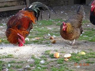 Dorking glodhalsig, 07.10.2018