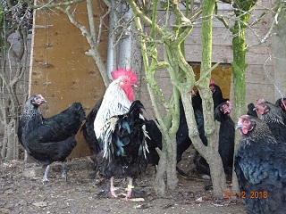 Maran schwarz silber, 01.12.2018