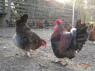 Dorking mit Rosenkamm, gold-wildfarbig. 01.12.2018