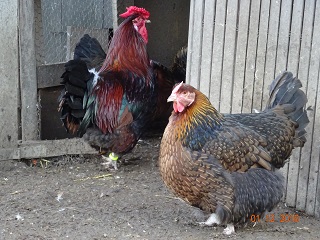 Dorking mit Rosenkamm, gold-wildfarbig. Der Hahn ist 1,5 Jahre alt, die Henne 4 Jahre. 01.12.2018