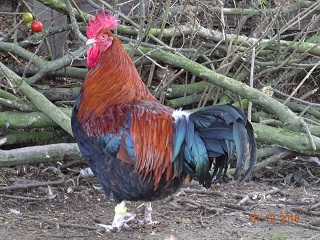 Dorking goldhalsig mit Einfachkamm. Bild vom 01.12.2018