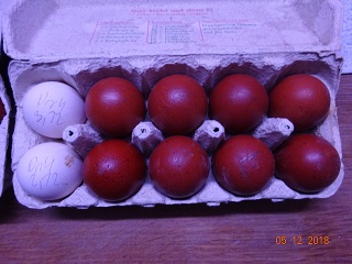 Maran schwarz silber & Dorking Bruteier. 05.12.2018