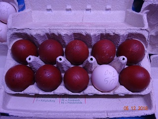 Bruteier von Maran in splash & Dorking zum Vergleich. 05.12.2018