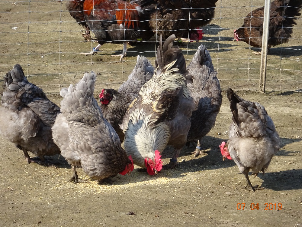 Maran blau silber. 07.04.2019