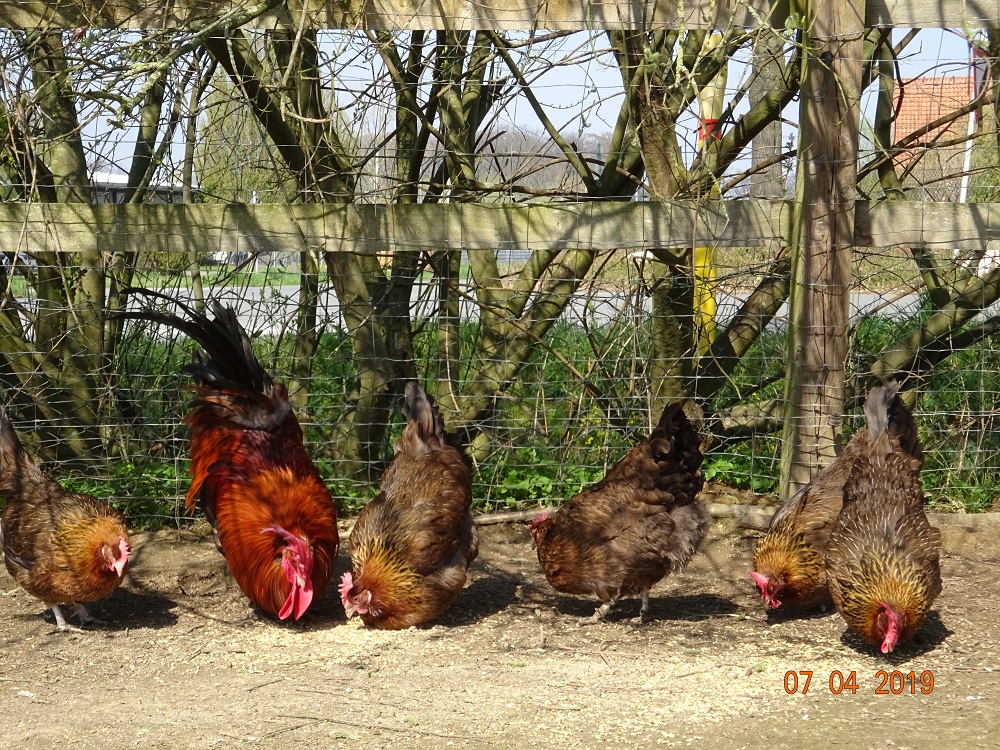 Dorking goldhalsig. 07.04.2019