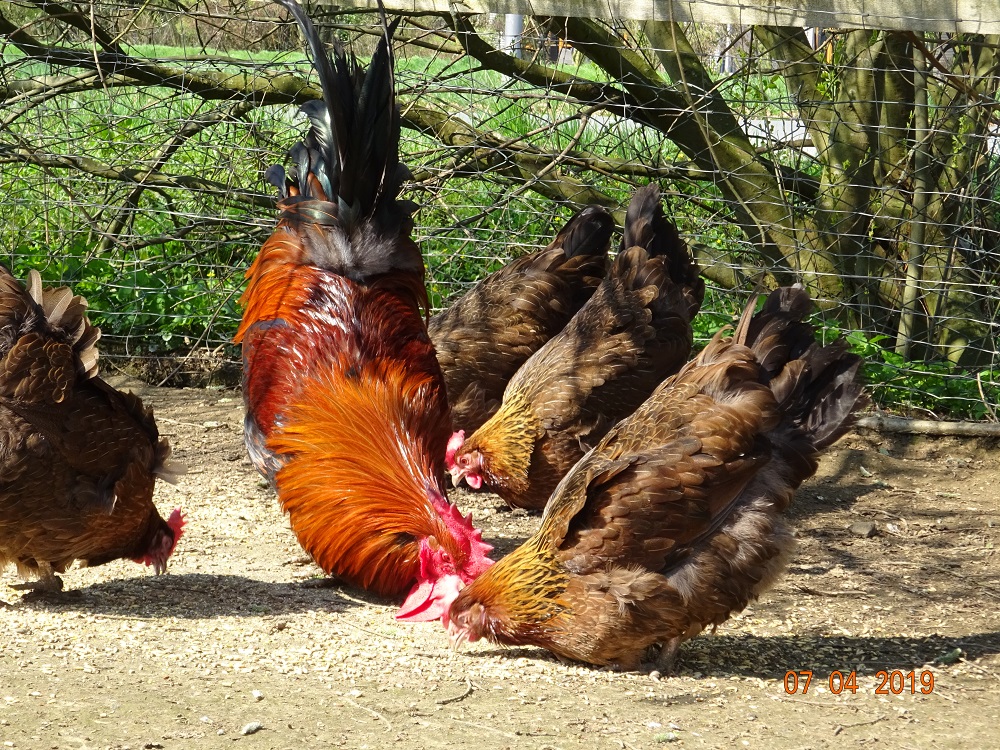 Dorking goldhalsig. 07.04.2019