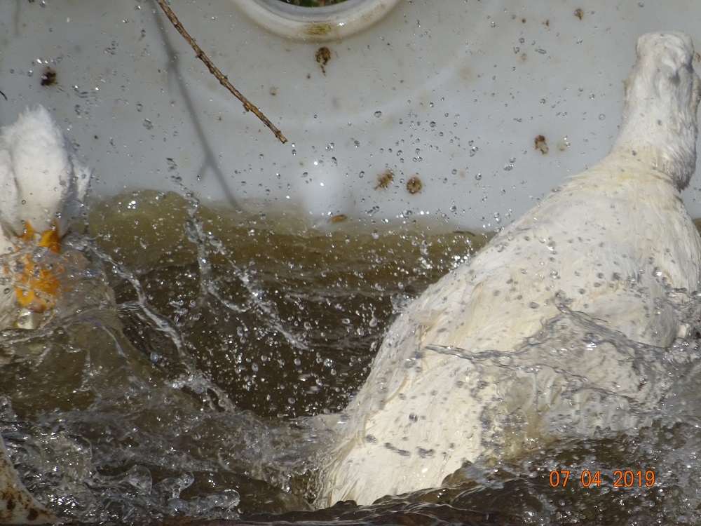 Deutsche Pekingenten, 07.04.2019