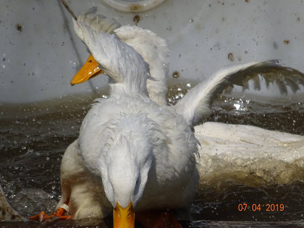 Deutsche Pekingenten, 07.04.2019